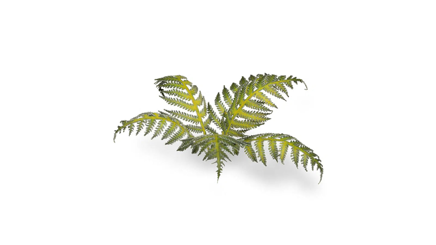 Laser Plants: Bracken