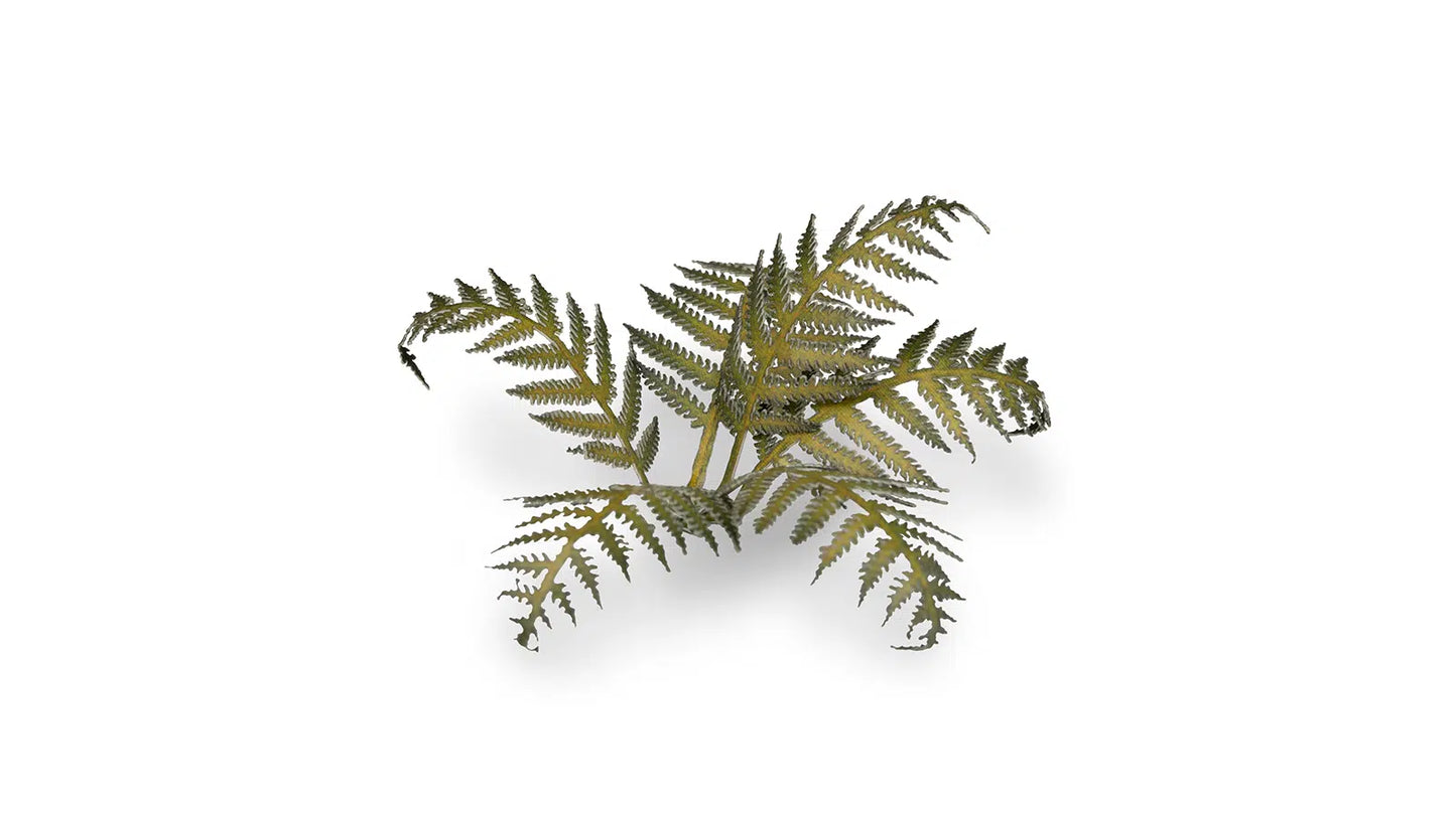 Laser Plants: Bracken