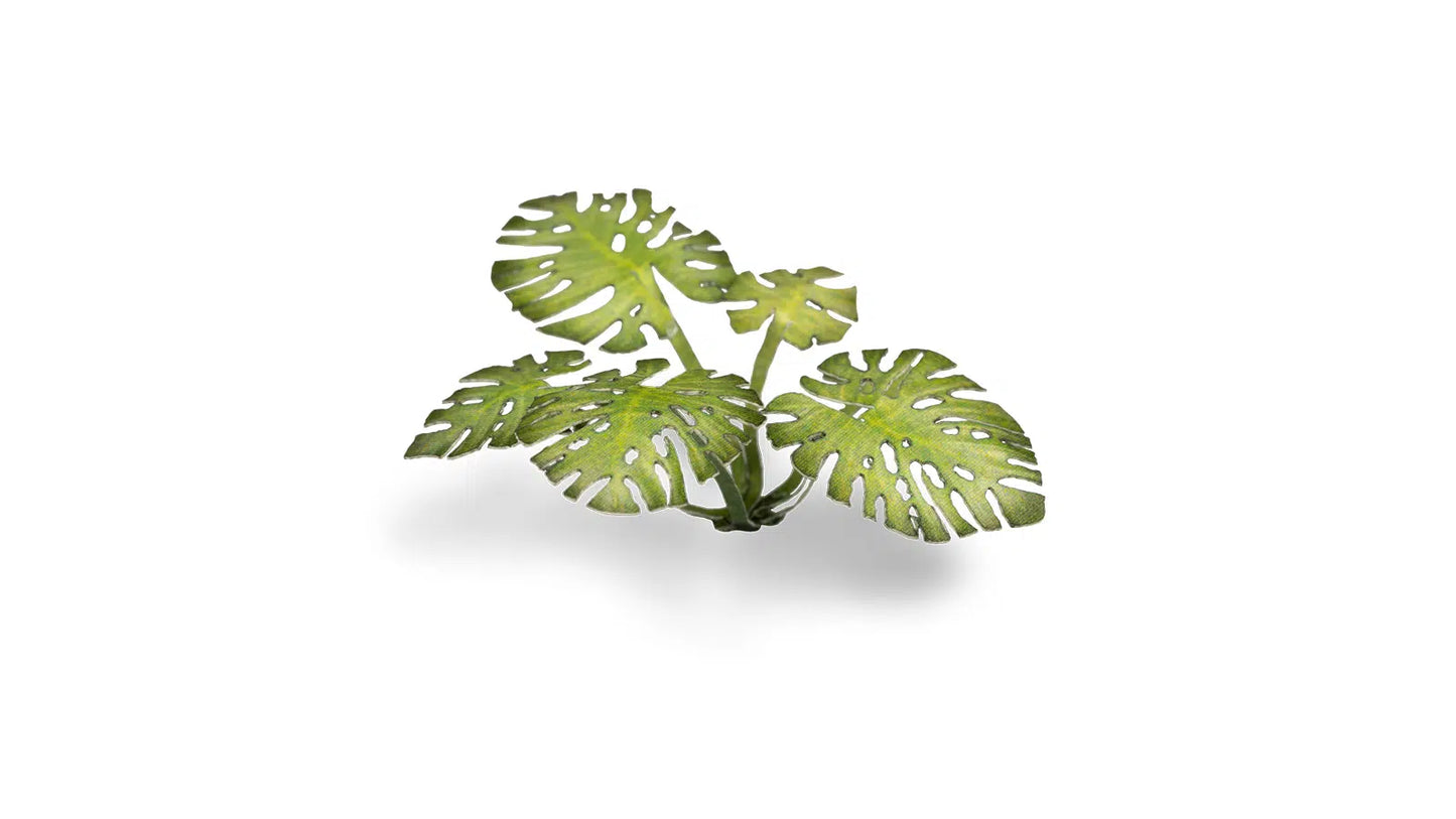 Laser Plants: Monstera