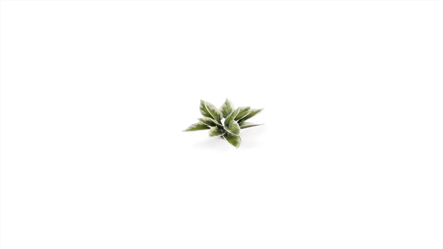 Laser Plants: Plantain Lily